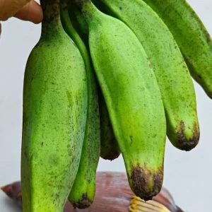 Katch kola