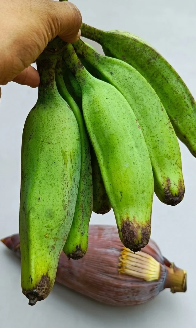 Katch kola