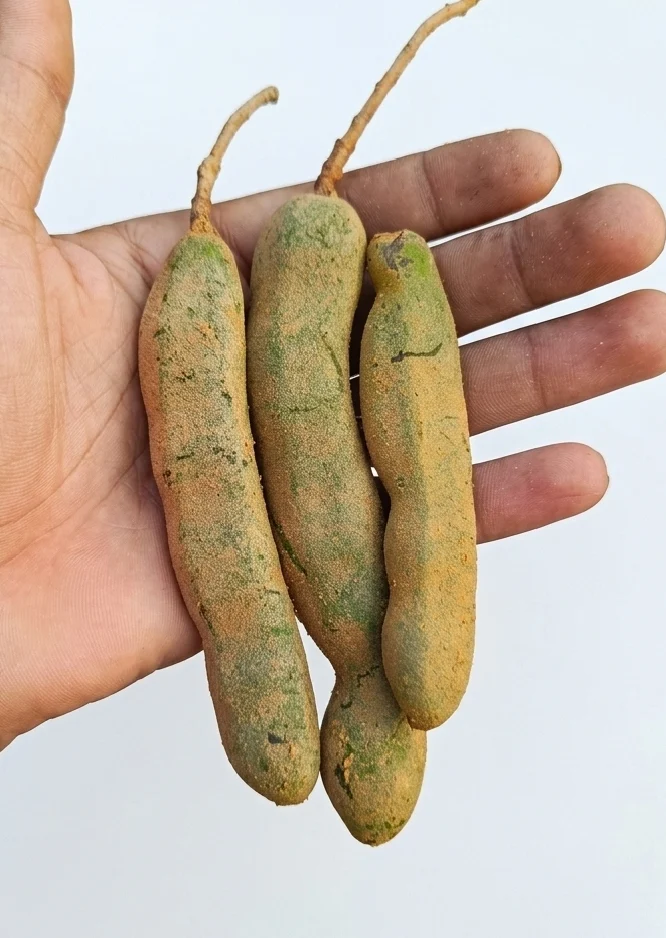 Katcha tatul