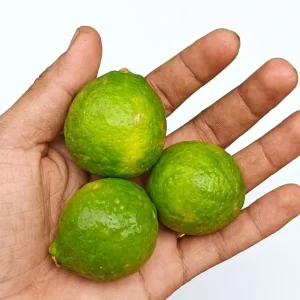 Pati lebu