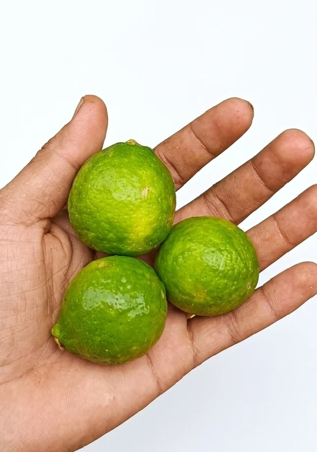 Pati lebu