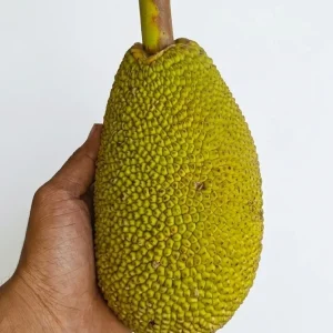 Achor(1pis)