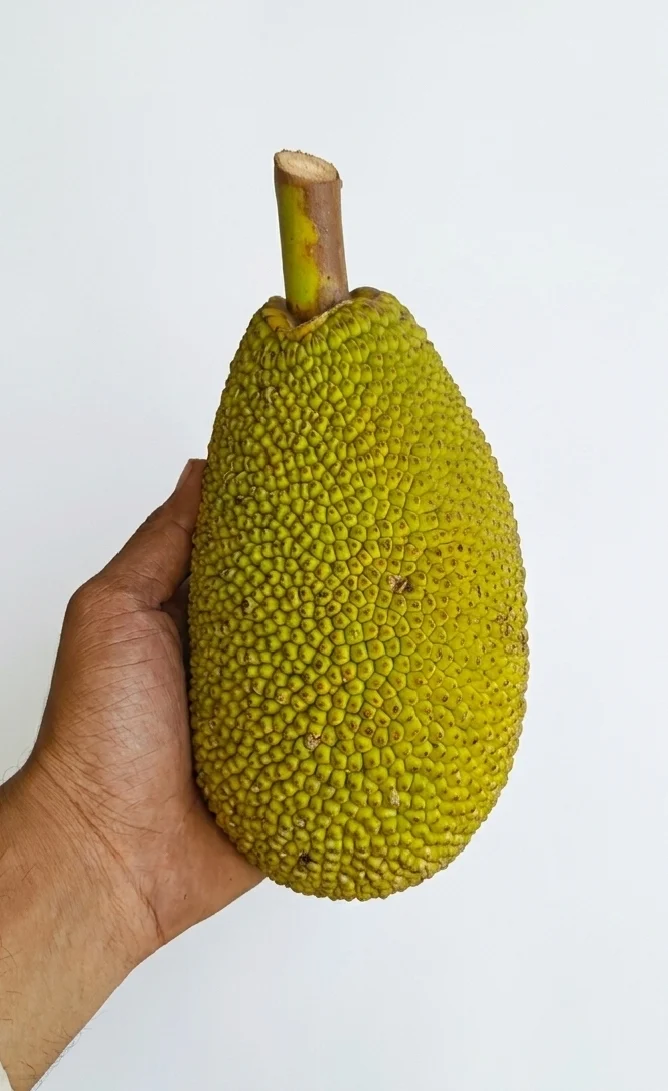 Achor(1pis)