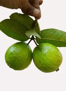 Peyara