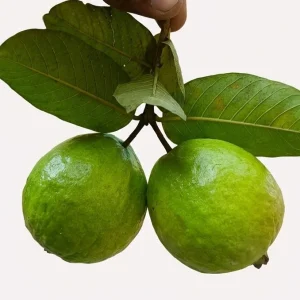 Peyara